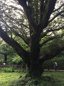 vízum strom, drevo, Jeju