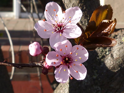 Блоссом, Блум, макрос, вишни в цвету., цветок, маленький цветок, Природа