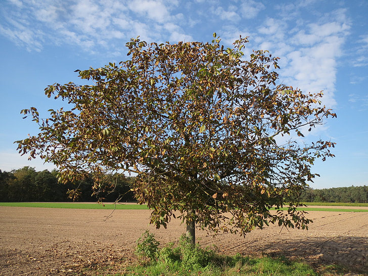 juglans regia, persian walnut, english walnut, common walnut, tree, flora, botany