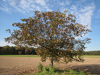 Juglans regia, Pärsia pähkel, inglise walnut, ühine pähkel, puu, Flora, botaanika