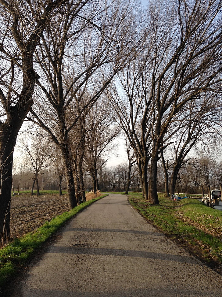 разходка, дървета, Есен, свободно време, колички, парк, Есен