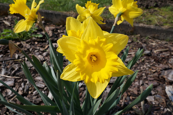 Narcissus, påskelilje, gul, våren, Blossom, blomst, blomst