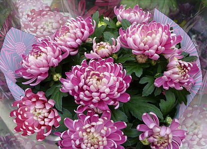 krysantemum bukett, høst, høst, Chrysanthemum, haug, Blossom, rosa