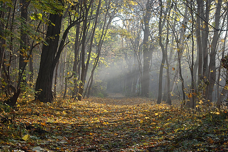 Les, cesta, Příroda, zelená, strom, světlo, podzim