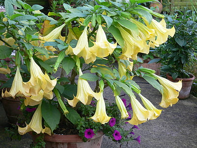 Angel trumpet, Hoa, Natura, màu vàng, nồi, thực vật, Sân vườn