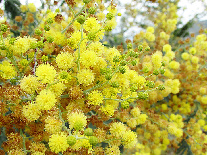 flowers, yellow, nature
