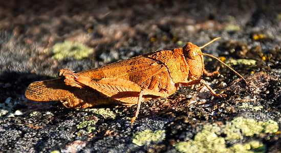 grasshopper, insect, nature, close, wildlife photography, macro, small