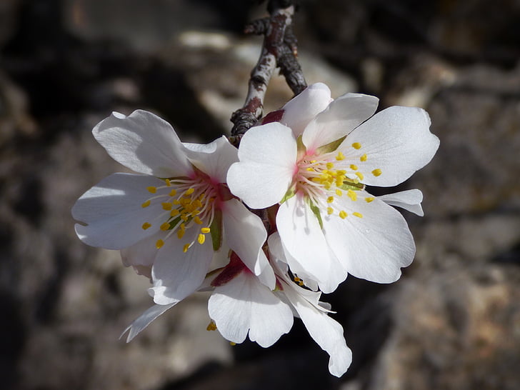 Almond tree, mandel blomster, blomster, februar, blomstrende, blomst, sårbarheten