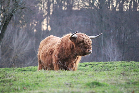 Highland bull, wyżynna, kyloe, szkockiej wołowiny