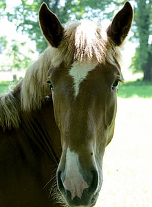 Голова лошади, лошадь, Руководитель, лицо, ноздри, глаза, коричневый