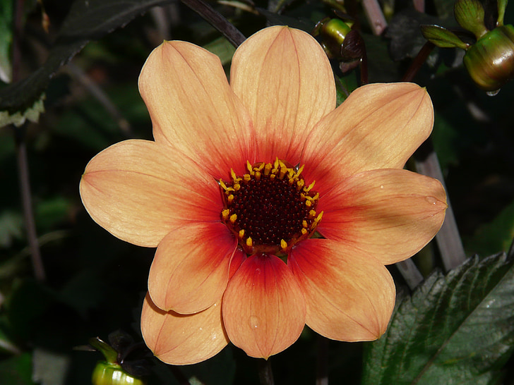 Dahlia Puutarha, oranssi, punertava, silmut, kukka, Blossom, Bloom