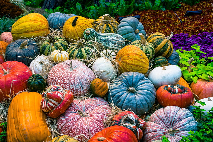 pumpkin, vegetables, autumn, orange, harvest, harvesting, food