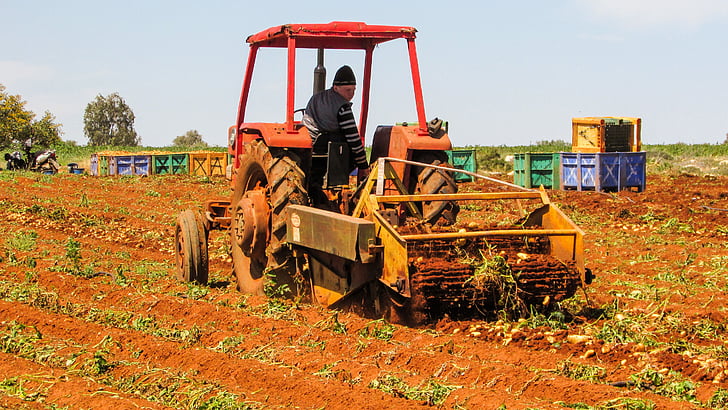 traktors, darba, kartupeļu novākšanas, lauksaimniecība