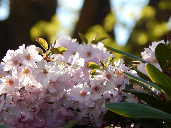 branch, spring, pink, green