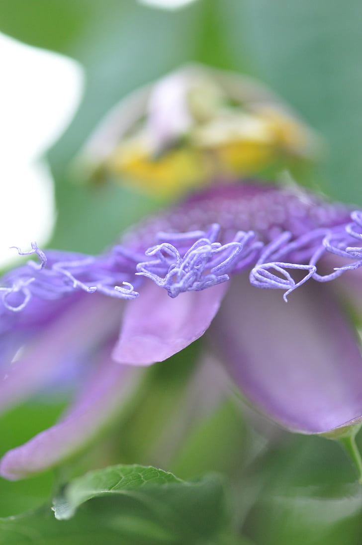 Violet, kroonleht, lilled