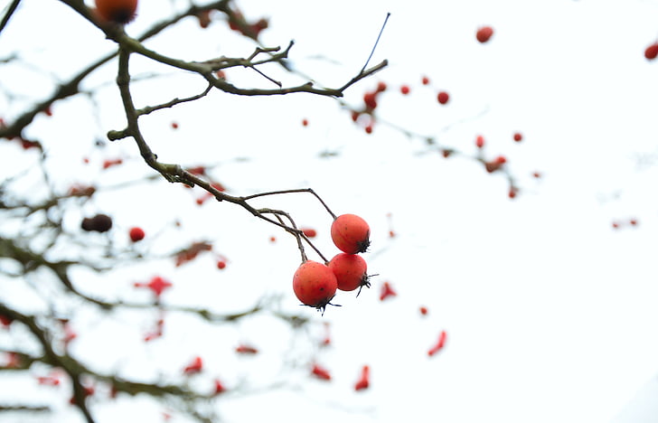 talvel, Berry red, puu, taim, külm, marjad, talvistel