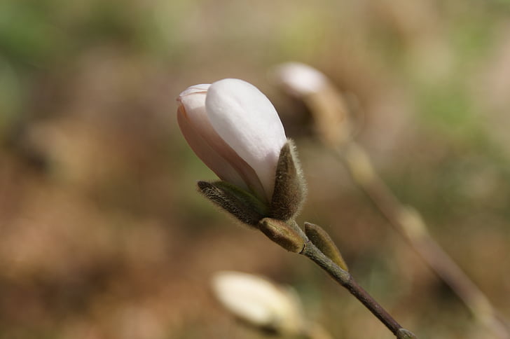 Bud, kasvi, kevään, Magnolia, Puutarha