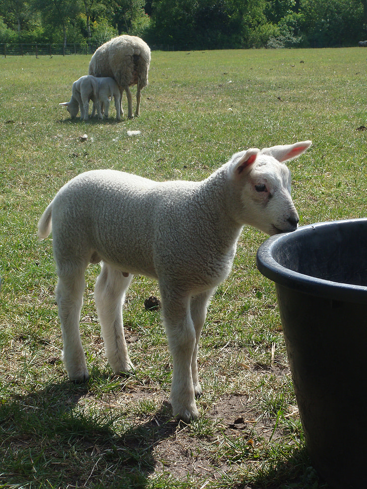 lamb, drinking, bucket, grass, spring, sunlight, water