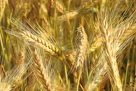 šiljak, žitarice, polje kukuruza, hrana, Poljoprivreda, ljeto