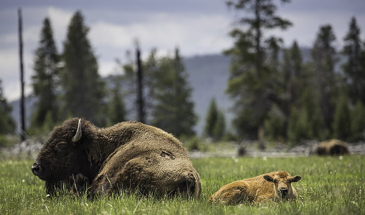 Buffalo, tehén, borjú, pihenő, Föld, vadon élő állatok, természet