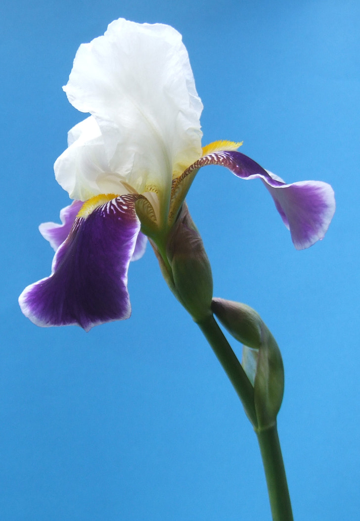 Iris, bunga, Blossom, putih, ungu, kelopak bunga, mekar