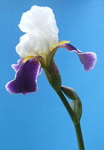 iris, flower, blossom, white, purple, petals, blooms