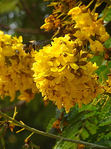 пчела, цветя, дърво, природата, жълто, цвете