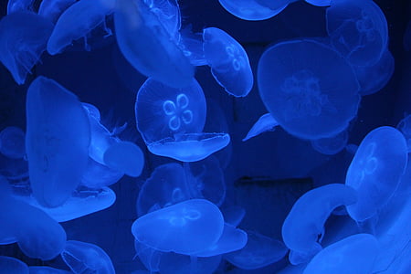 Medúza, voda, modrá, akvárium, moře zvíře, tvor, pod vodou