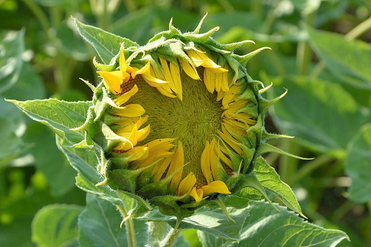 Sun flower, Bud, nahoru, žlutá, léto, Helianthus, světlé