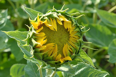 flor del sol, Bud, va para arriba, amarillo, verano, Helianthus, brillante