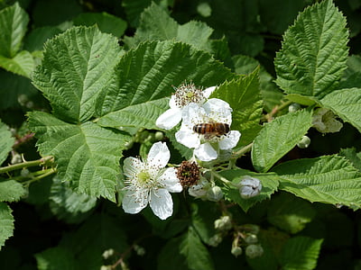 bee, flowers, mulberry, green
