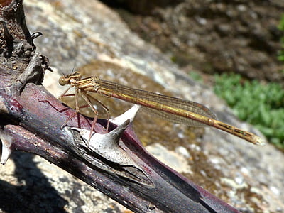 Dragonfly, bevinget insekt, gren, platycnemis acutipennis, insekt, natur, dyr