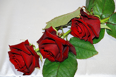 rdeča, Rose, rdeče vrtnice, cvetje, cvet, Flora, rdeč šimer