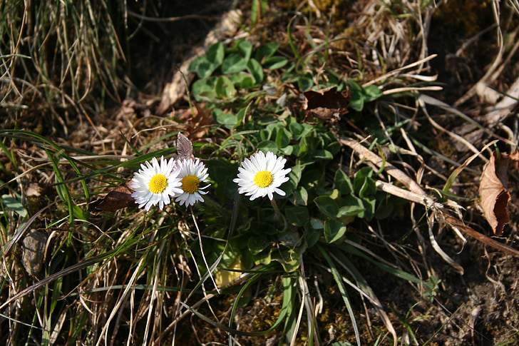 våren, tusenfryd, vårbud