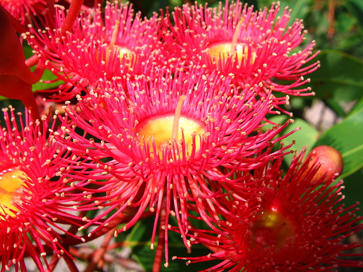 цъфтежа дъвка, местните австралийски цвете, дъвка, евкалипт, цвете, червен