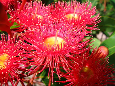 kukinnan ikenet, Native australian kukka, purukumi, Eucalyptus, kukka, punainen
