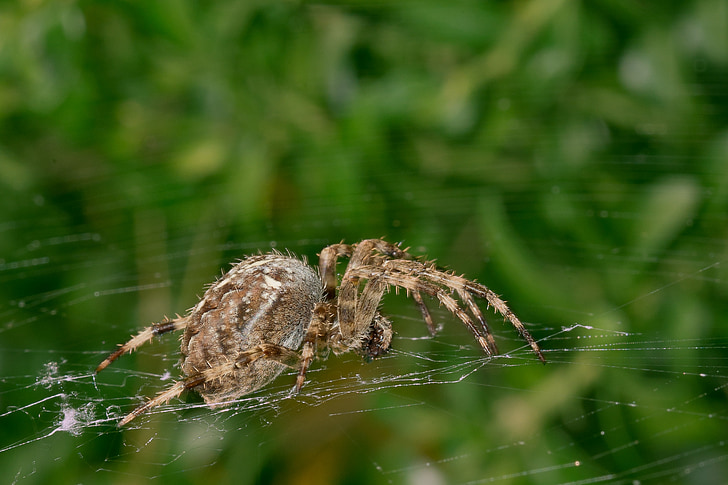 spider, network, cobweb, insect, nature, close, forest
