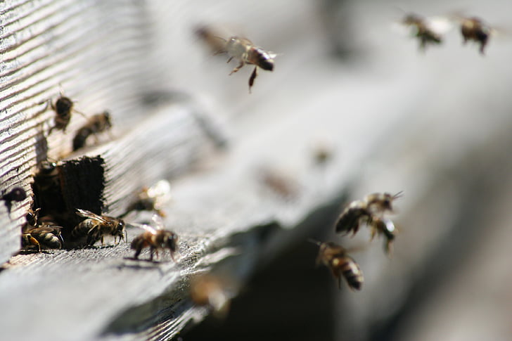 honningbier, Bee, insekt, honningbien, brun, hive, dyr i naturen