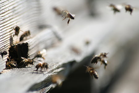 čebele, čebela, insektov, medonosna čebela, rjava, panj, živali v naravi