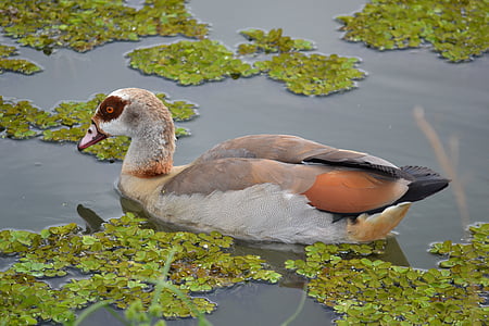 duck, pond, nature, lake, bird, wildlife, animal
