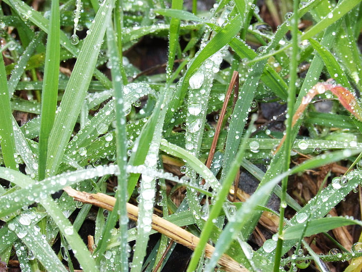 lawn, grass, drops, wet
