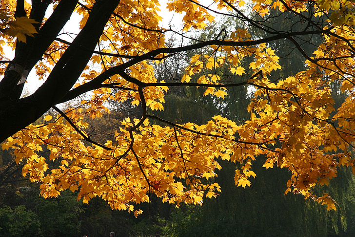 autunno, natura, albero, fogliame, caduta, campo Mokotowskie, Varsavia
