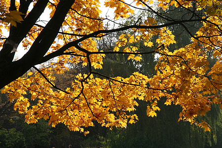 Outono, natureza, árvore, folhagem, Outono, campo mokotowskie, Varsóvia