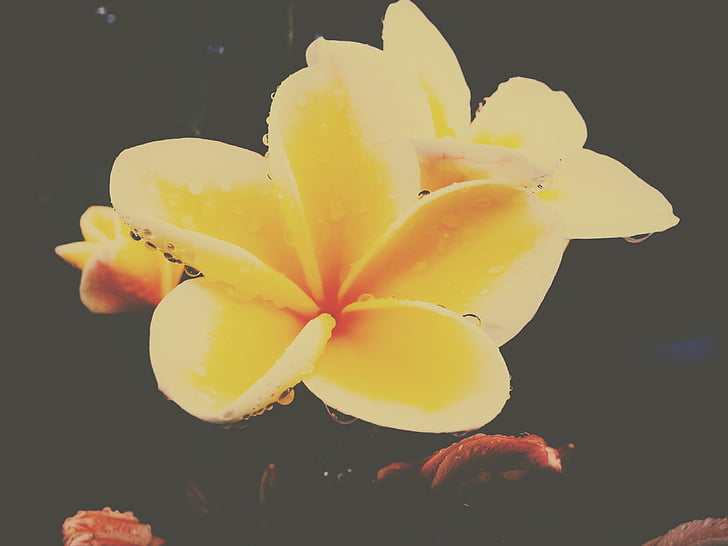yellow flower, droplet, drops, plant, flora, nature, rain