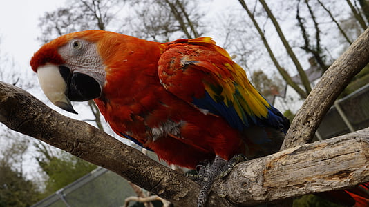 papagaio, pássaro, animal, jardim zoológico, natureza, um animal, vermelho