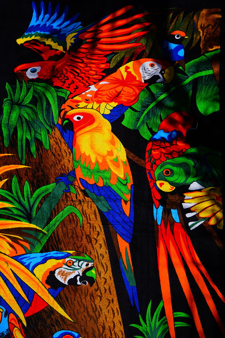 папагали, Момчил, Лори, малък дългоопашат папагал, птици, кърпа, Бат кърпа