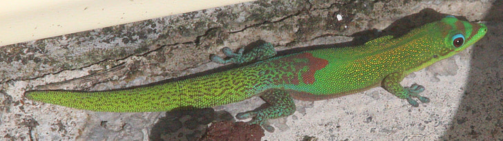 Gecko, Havaji, narave, živali, kuščar