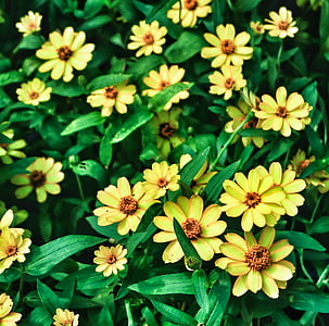 blomst, plante, gul, naturlige, om morgenen, stigmatiseringen, mange farve