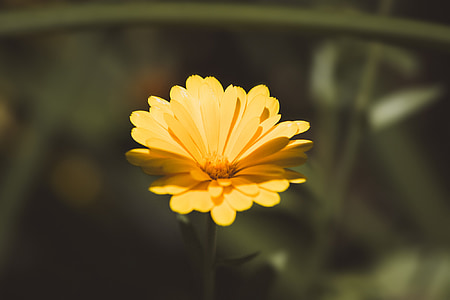 Marigold, Calendula officinalis, fleur, jaune, fleur jaune, Blossom, Bloom