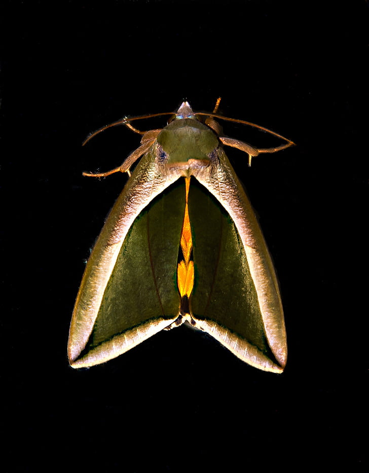fruit piercer moth, moth, green, brown, yellow, bold, wild